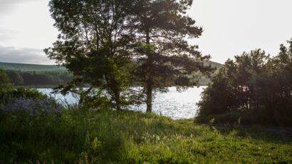 green landscape with large trees and lake