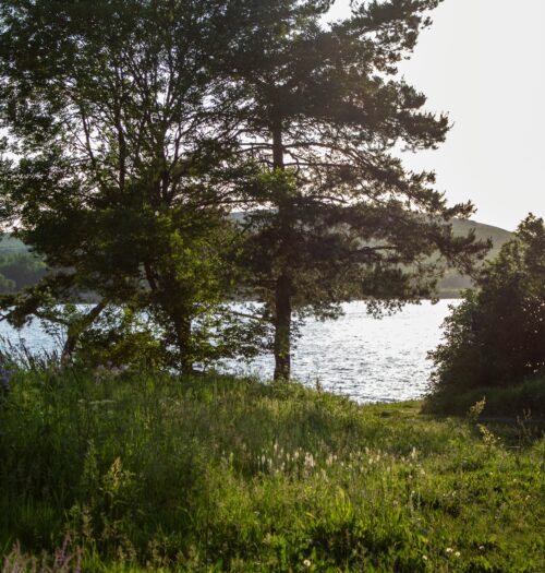 green landscape with large trees and lake