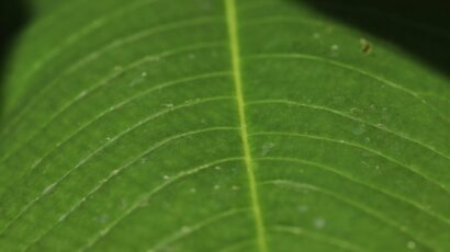 green leaf