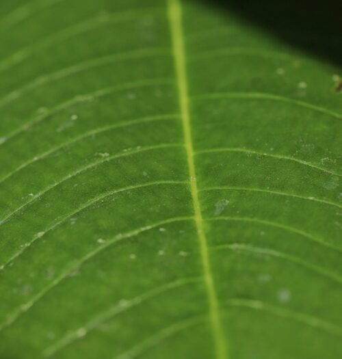 green leaf