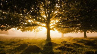 tree at sunset