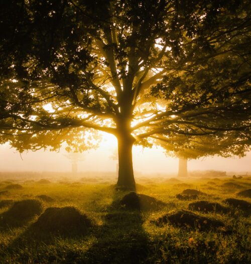 tree at sunset