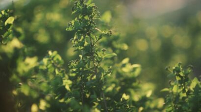 green plant blurred background