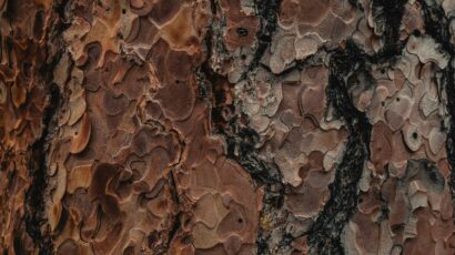 tree bark