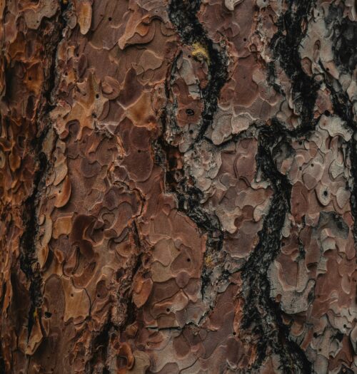 tree bark